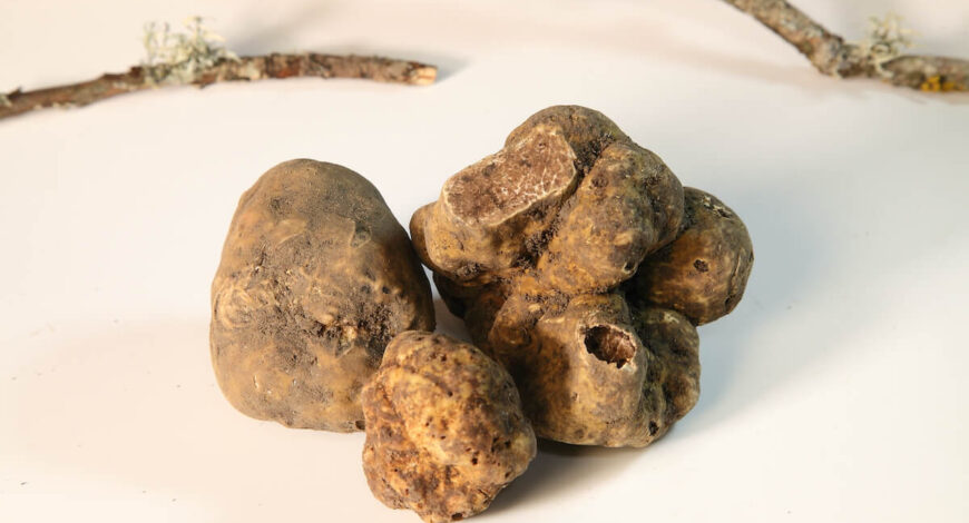 tartufo BIANCO pregiato di Acqualagna