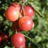 susino-mirabolano-rusticano