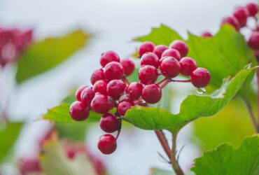 Frutto delle Amarene